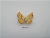 藏品(尺蛾214)的圖片